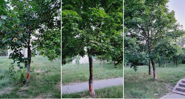 Copaci tineri sunt tăiați într-un parc din orașul Cricova